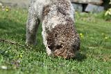 LAGOTTO CAVAGE 019